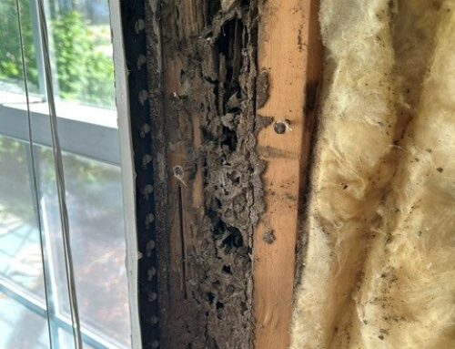 Why You Need a Licensed General Contractor for Termite Damage Repair in the Charlotte Area