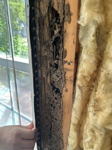 Picture of termite damage to a window frame in Charlotte.