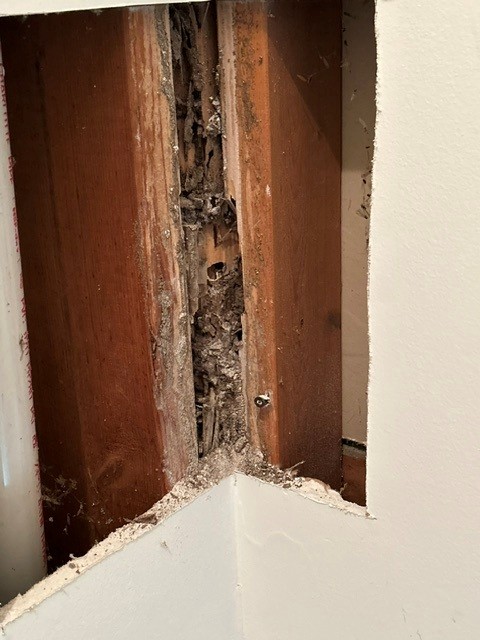 Termite damage in a wall showing mud tubes.